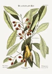 Die gelbe Meise, 1749-73